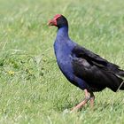 Purple Swamphen ...