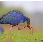 Purple Swamphen (Porphyrio porphyrio)~