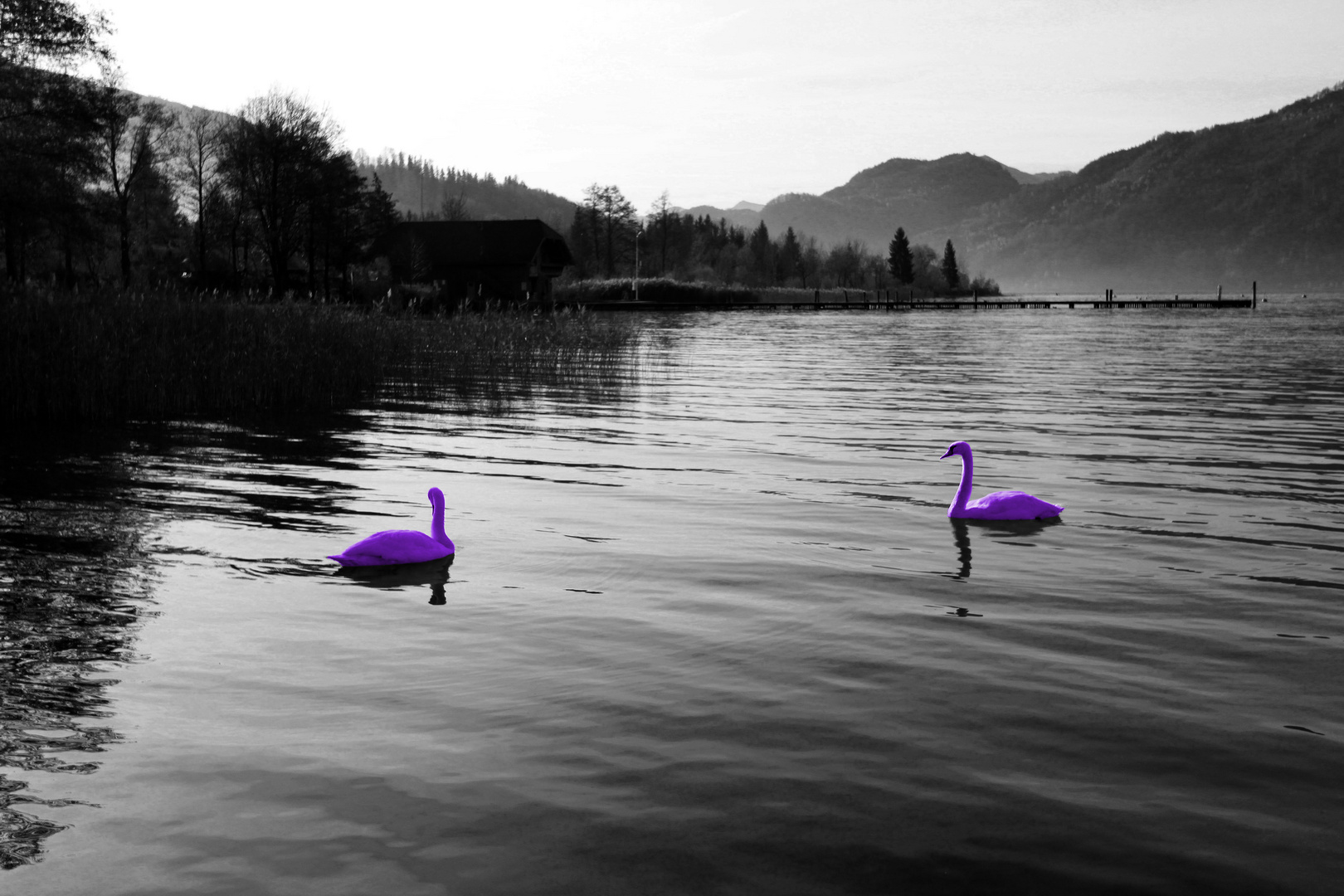 Purple Swans in B & W