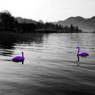 purple swans in B&W