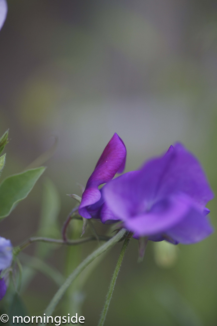 purple sweet pea