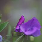 purple sweet pea