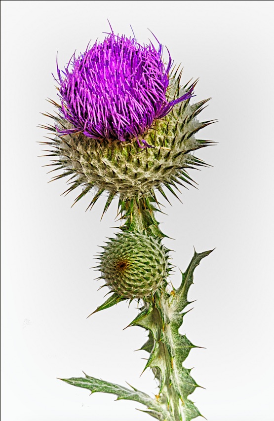 Purple Thistle