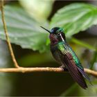 Purple-throated mountaingem