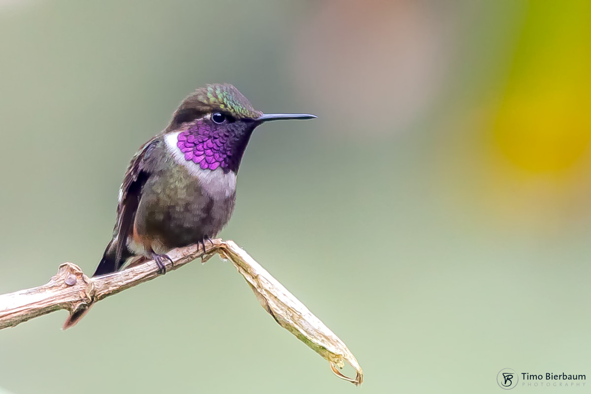 Purple Throated Woodstar