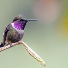 Purple Throated Woodstar