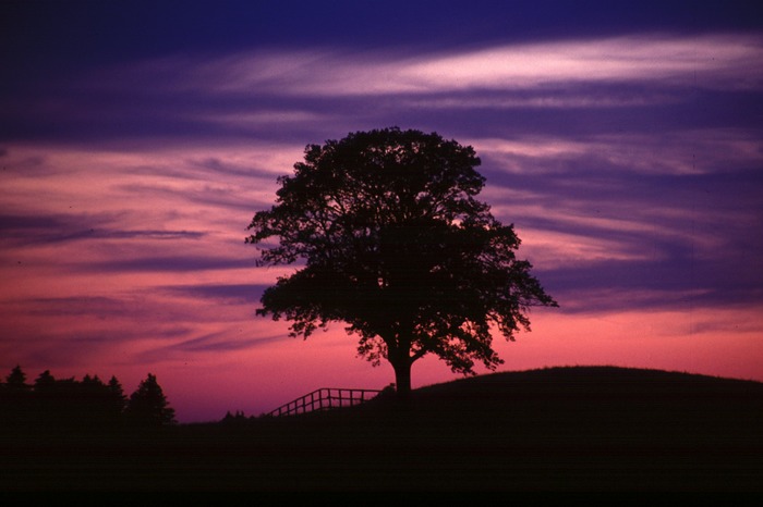 purple tree...