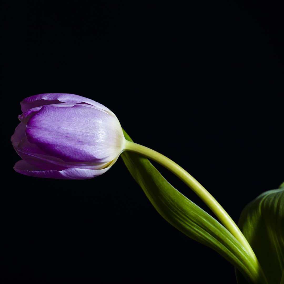 Purple Tulip