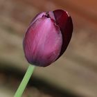 Purple Tulip