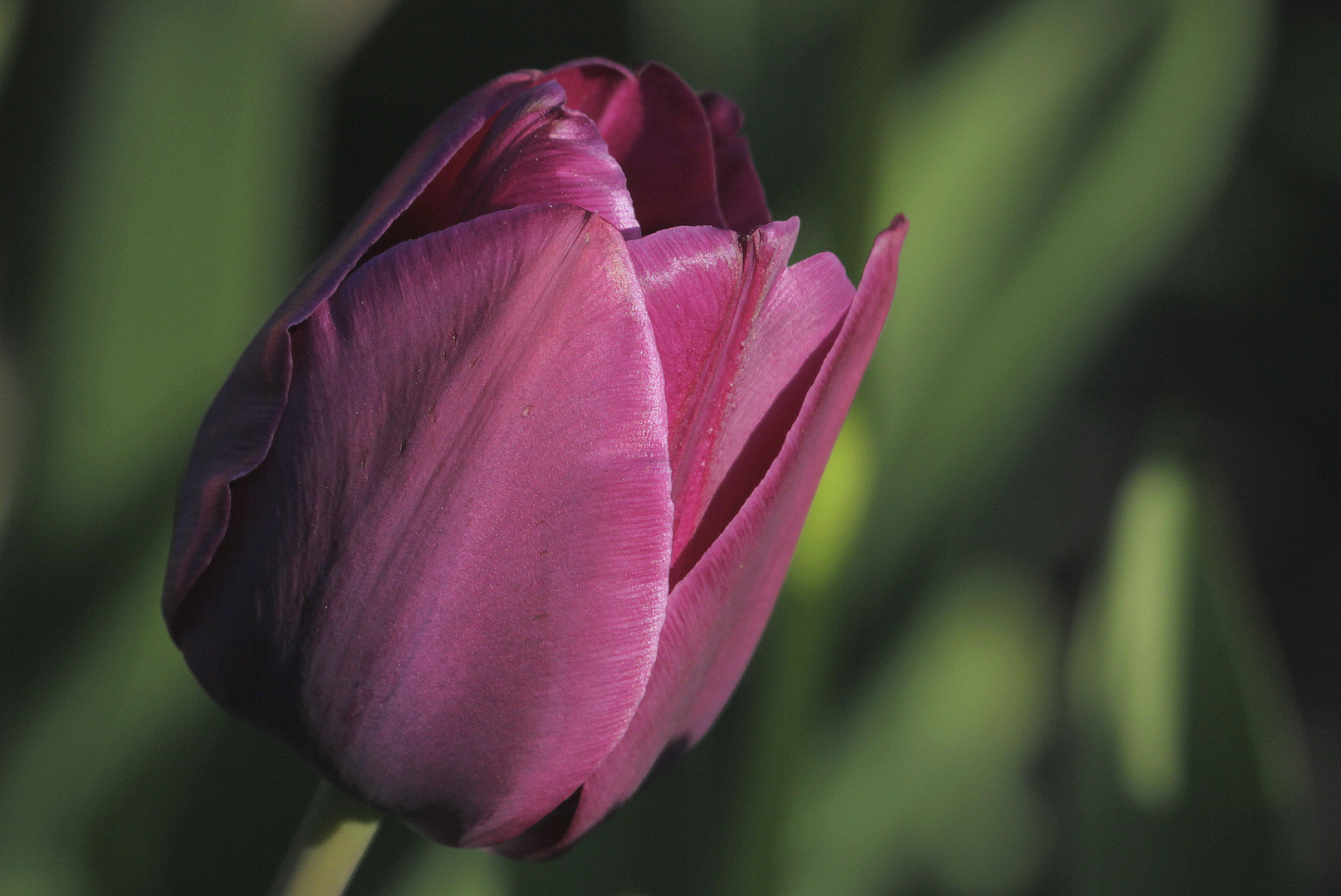 purple tulip