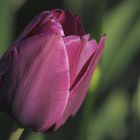 purple tulip