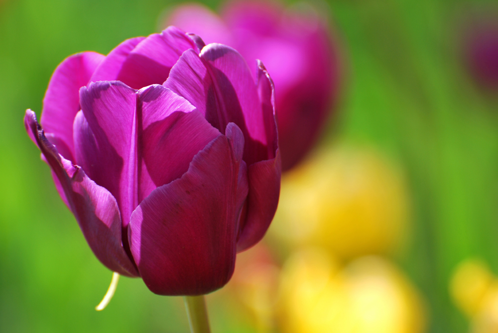 purple tulip