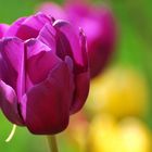 purple tulip