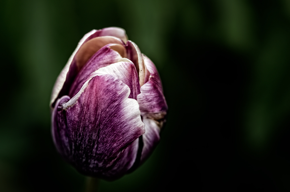 purple tulip