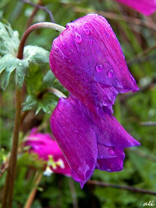 Purple Tulip