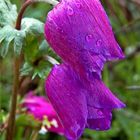 Purple Tulip