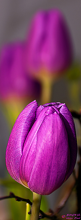 Purple Tulip