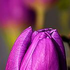 Purple Tulip