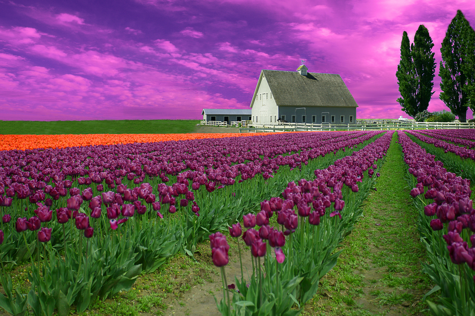 purple tulips with farm-2