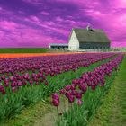 purple tulips with farm-2