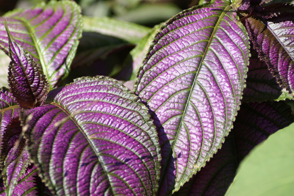 purple veins