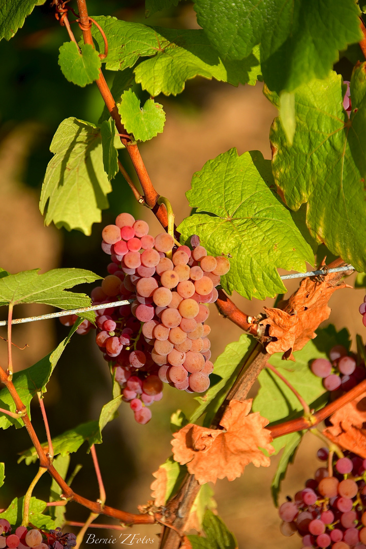 purple vine