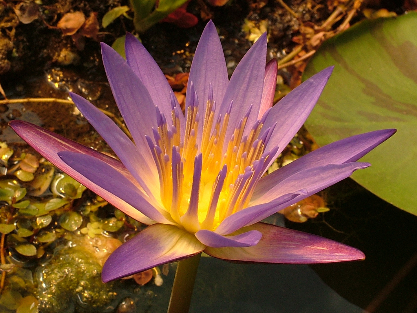 Purple Water Lily