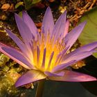 Purple Water Lily