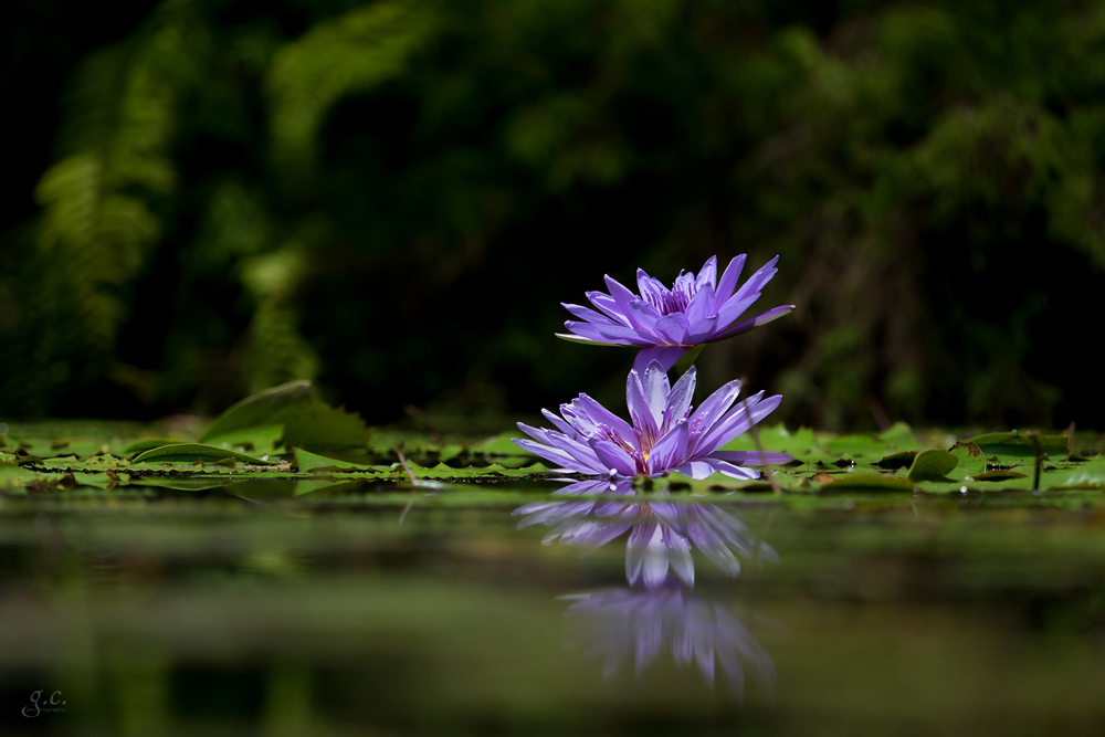 {~~ purple water lily ~~}