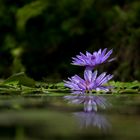 {~~ purple water lily ~~}