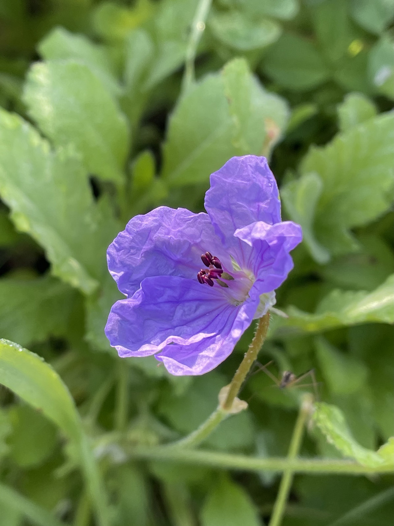 Purple Wildflower