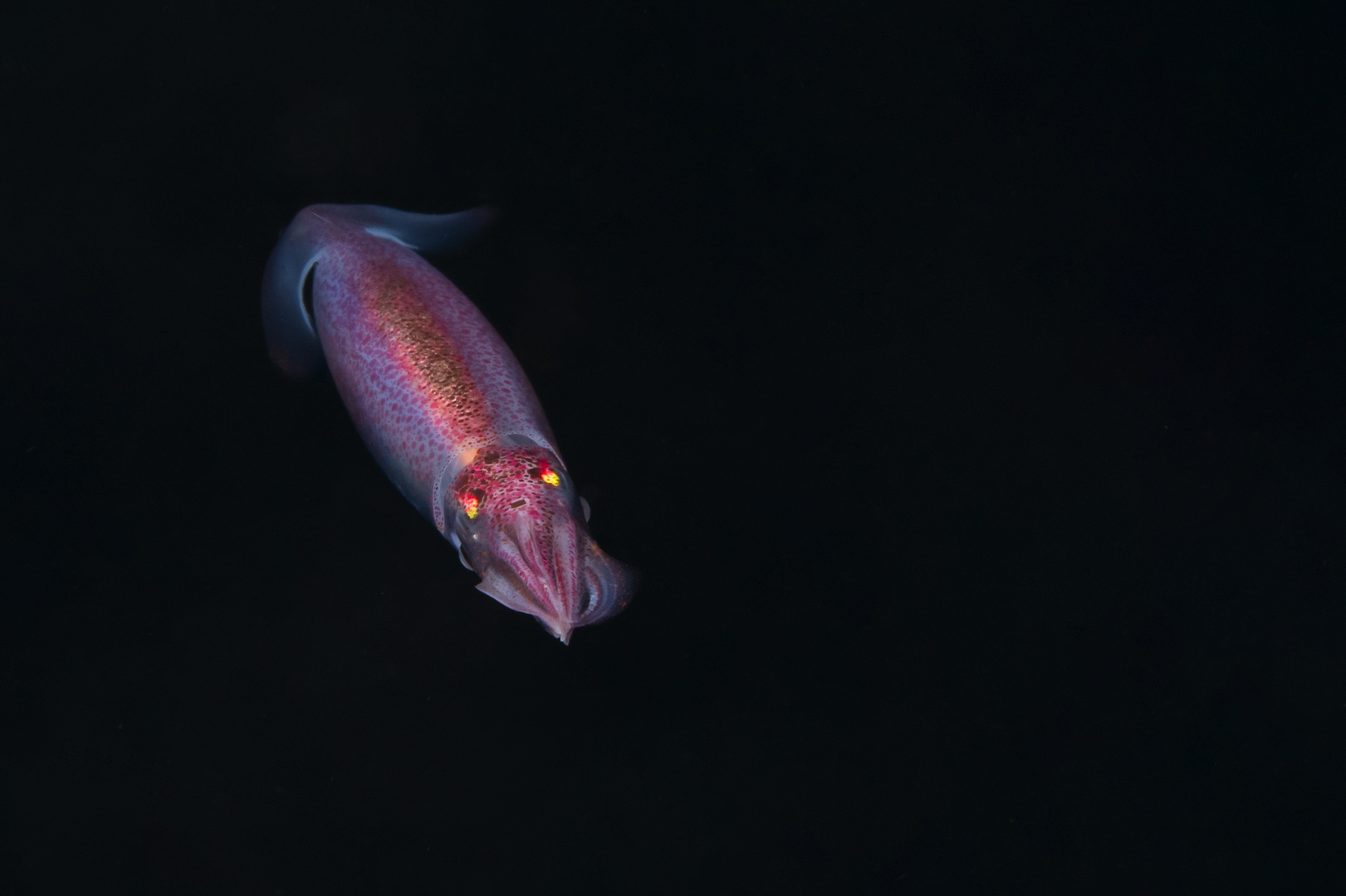 Purpleback Flying Squid