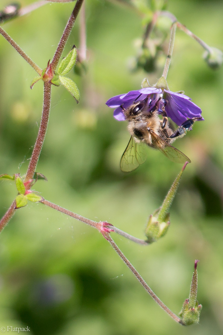 Purplebee