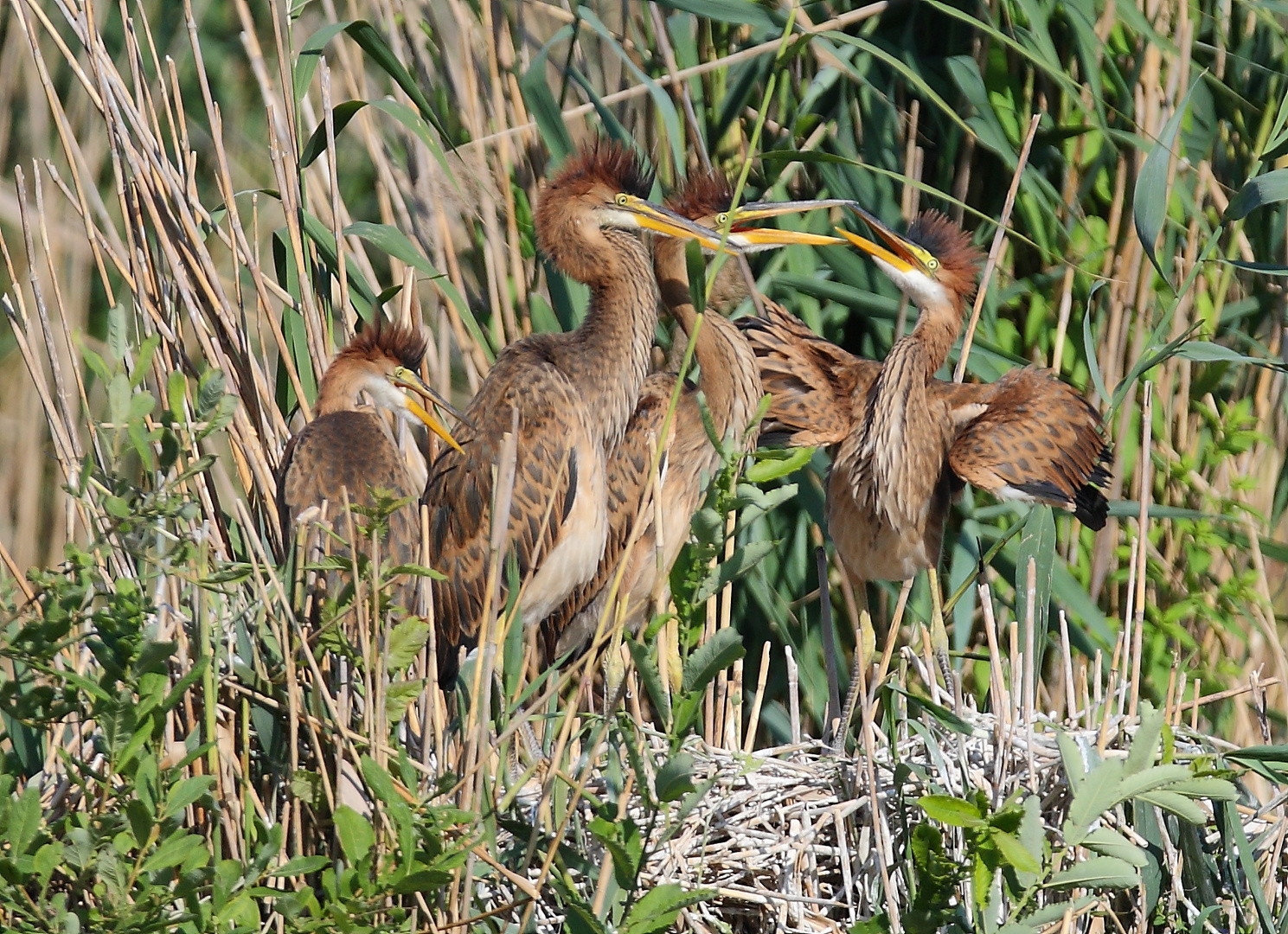 Purpleherons not dead