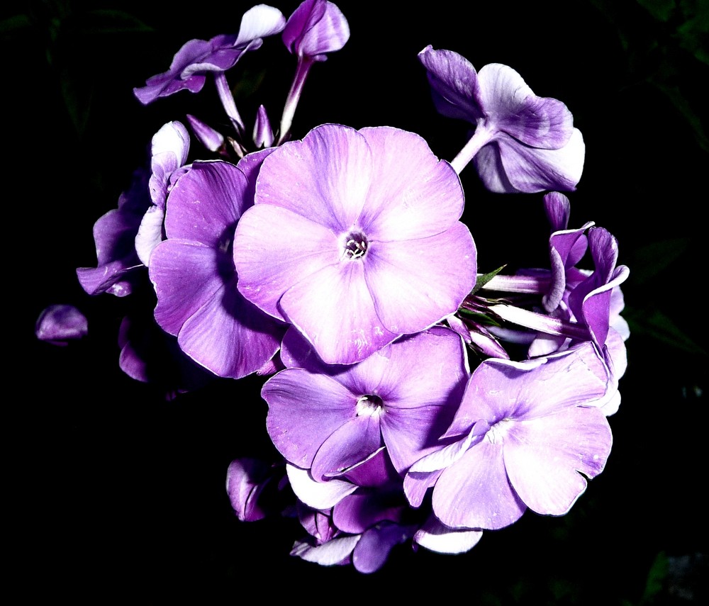 purplepassion