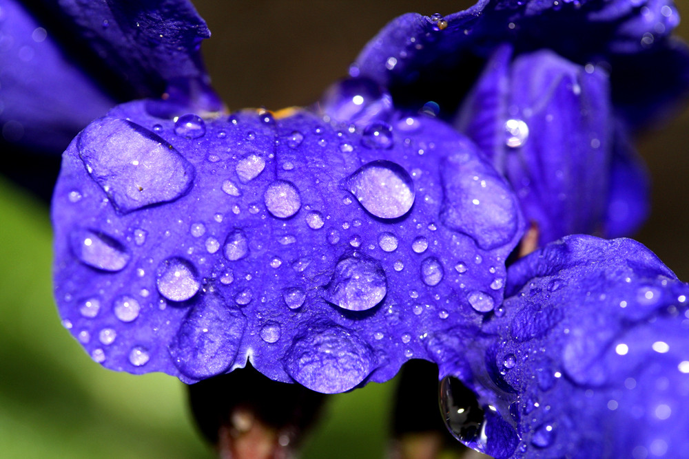 purple_raindrops