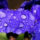 purple_raindrops