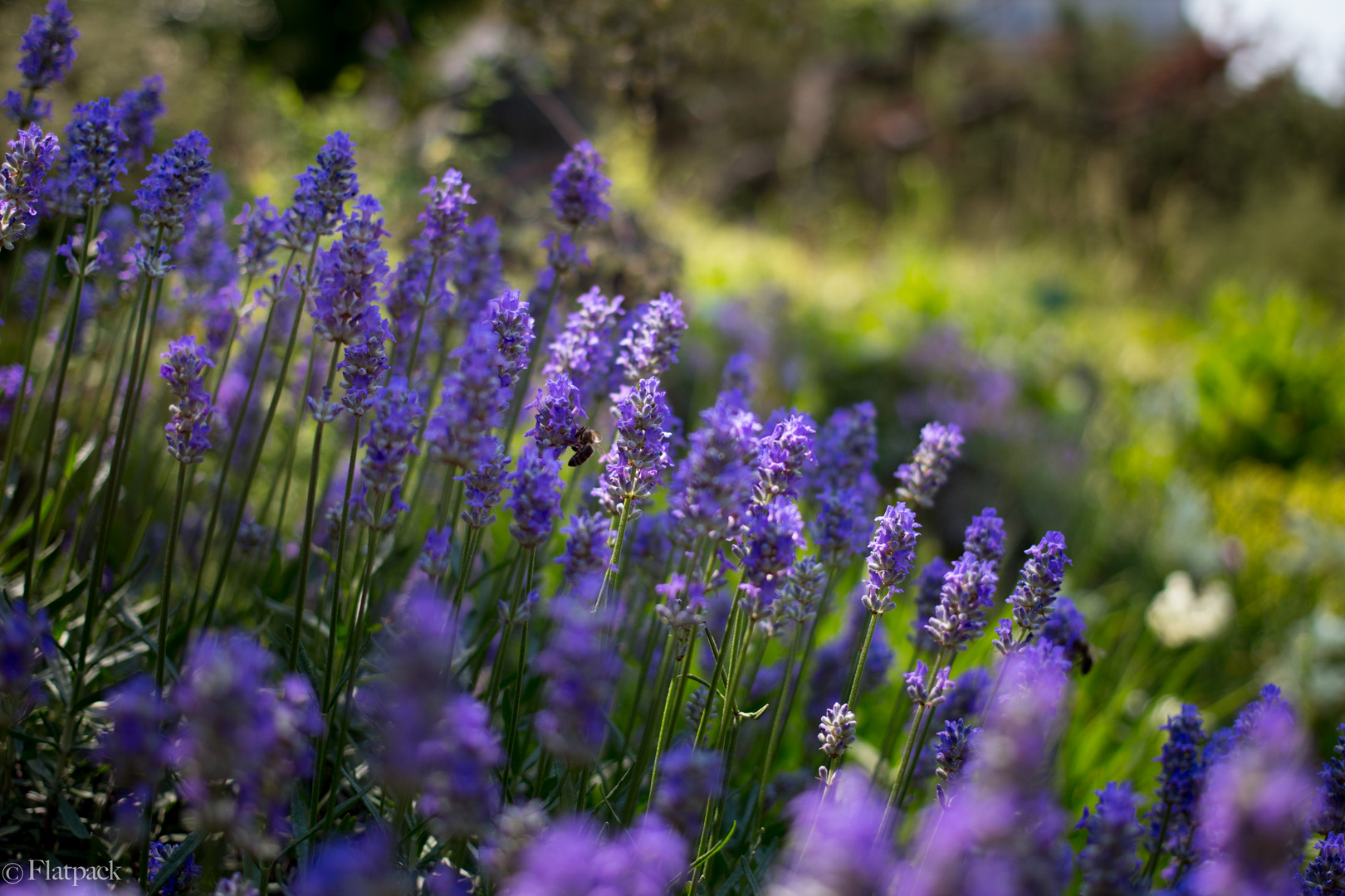 Purples