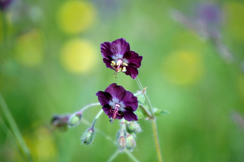 Purples