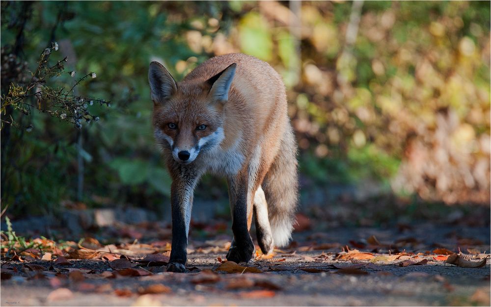 Purposefully he walked along