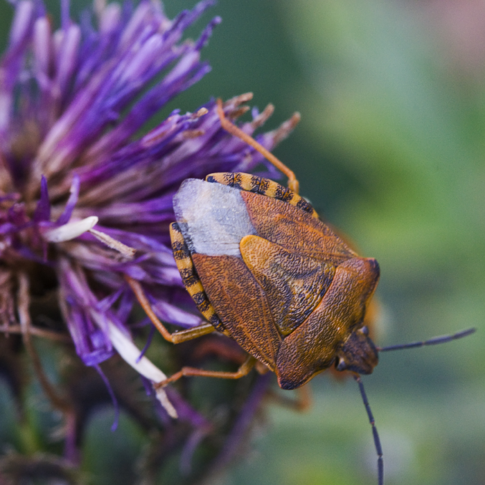 purpur Baumwanze (Carpocoris purpureipennis)