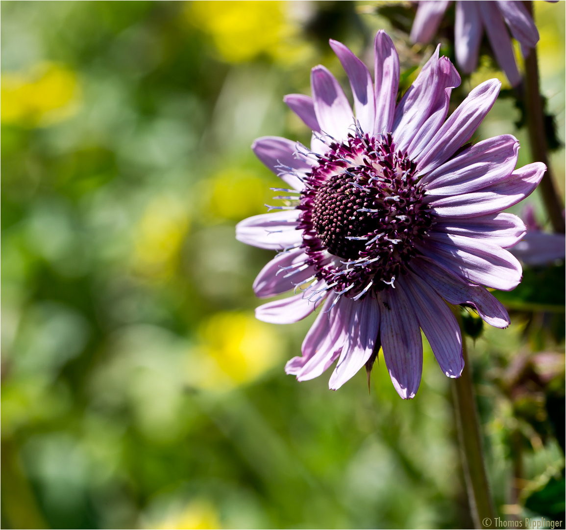 Purpur-Distel (Berkheya purpurea)