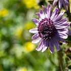 Purpur-Distel (Berkheya purpurea)