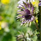 Purpur-Distel (Berkheya purpurea)..