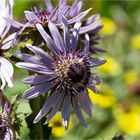 Purpur-Distel (Berkheya purpurea).D