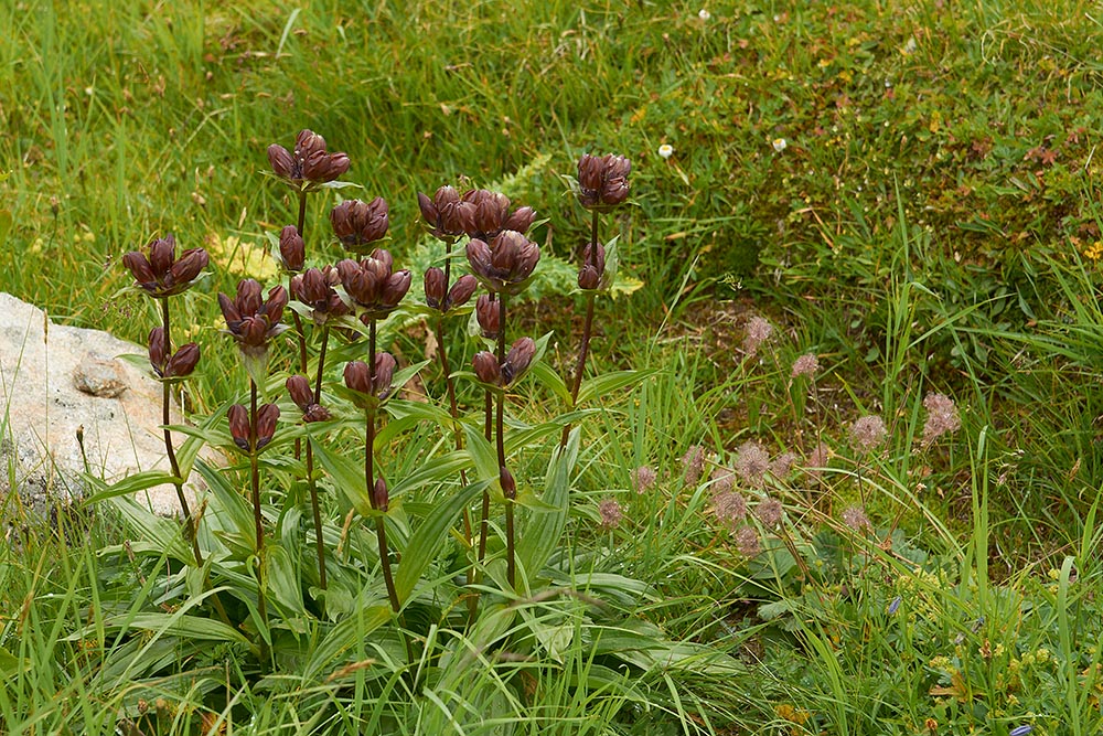 Purpur-Enzian (Gentiana purpurea)