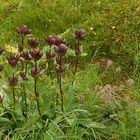 Purpur-Enzian (Gentiana purpurea)