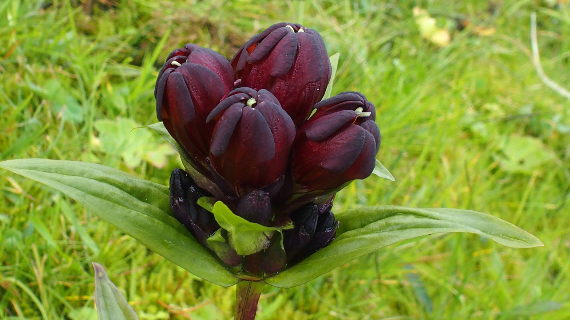 Purpur-Enzian 'Gentiana purpurea'