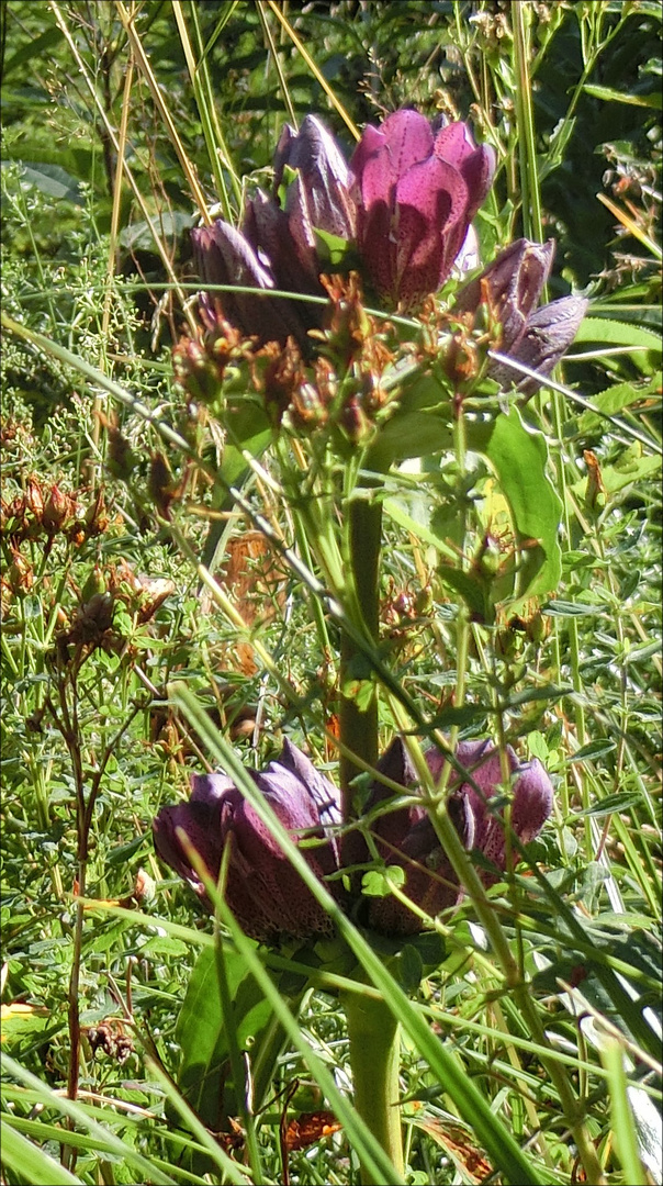 Purpur-Enzian (Gentiana purpurea)