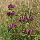 Purpur-Enzian (Gentiana purpurea)